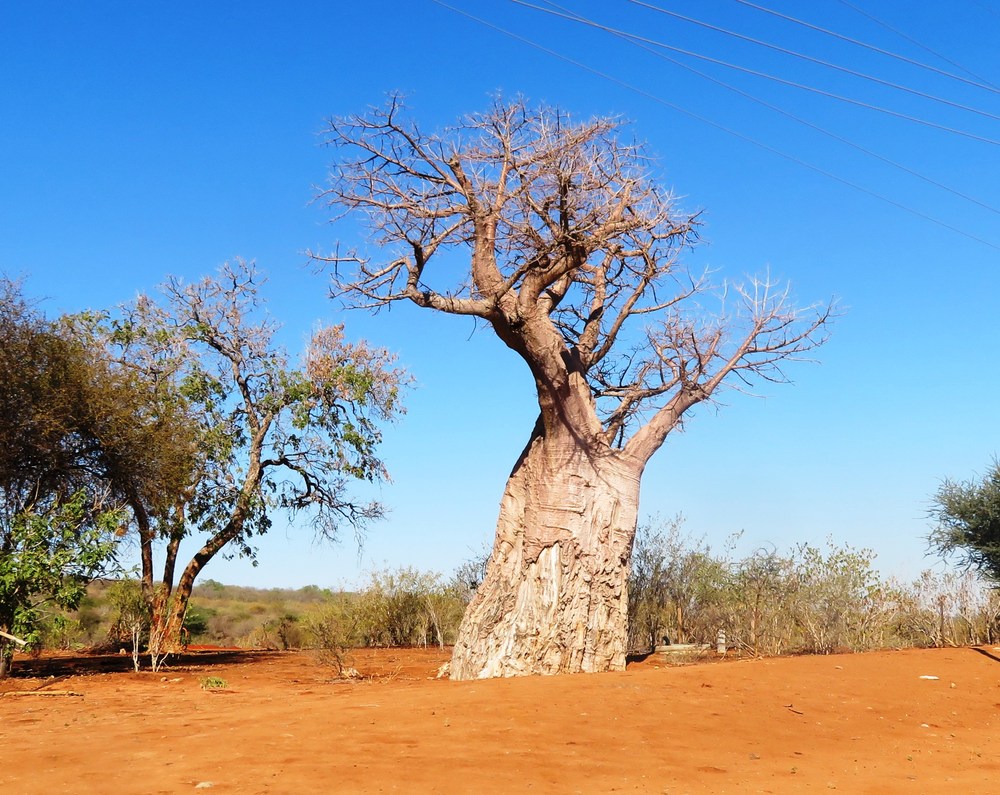 Botswana: NP Chobe 1