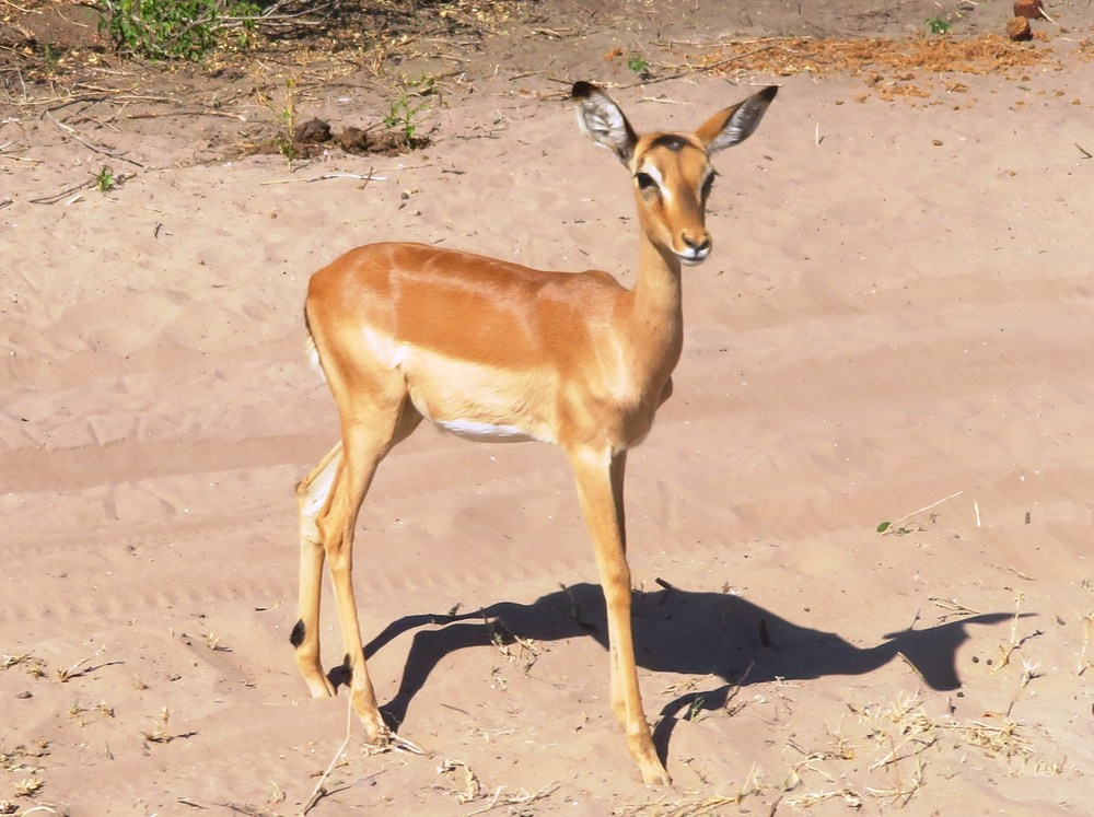 Botswana: NP Chobe 2