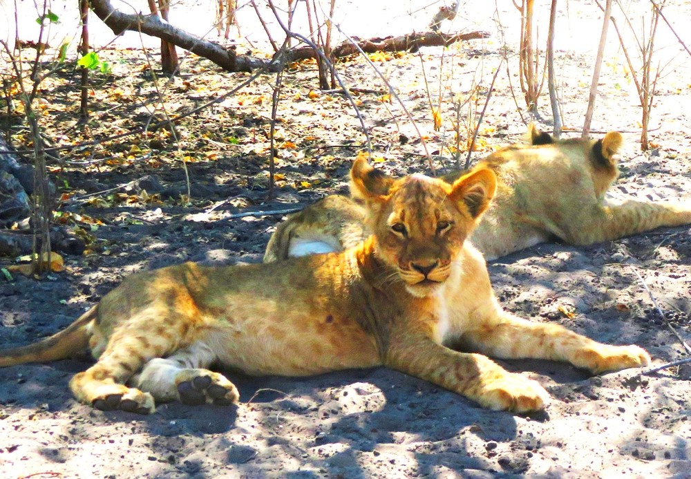 Botswana: NP Chobe 4