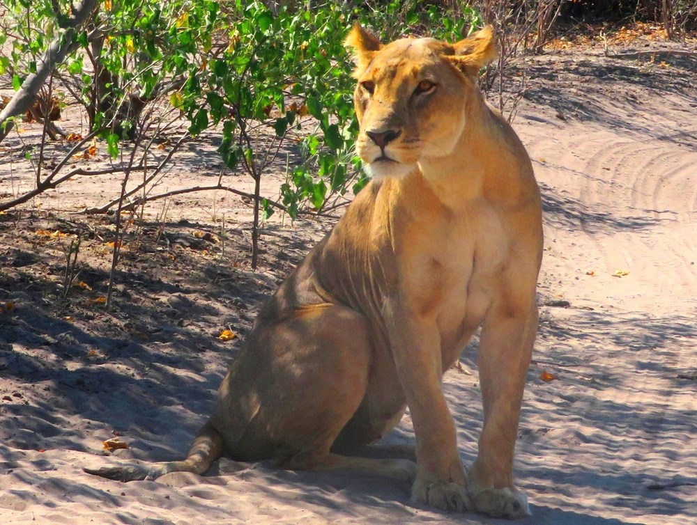 Botswana: NP Chobe 5