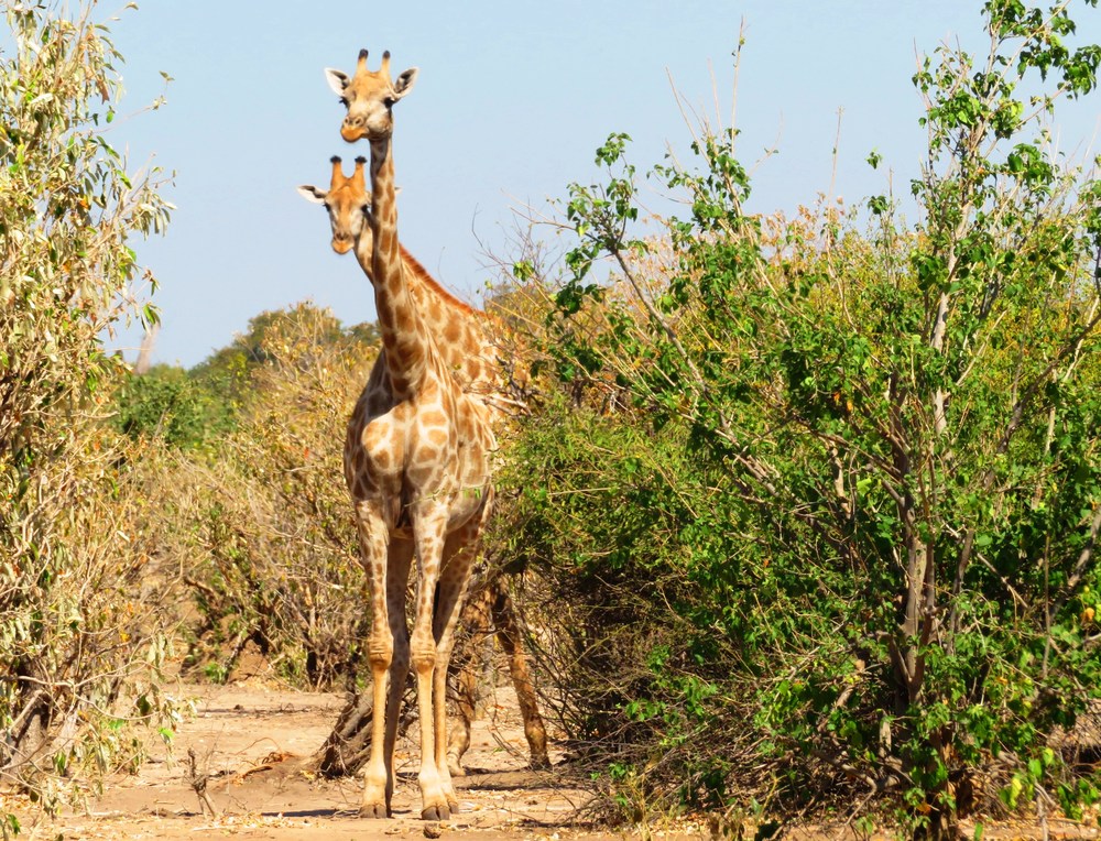 Botswana: NP Chobe 6
