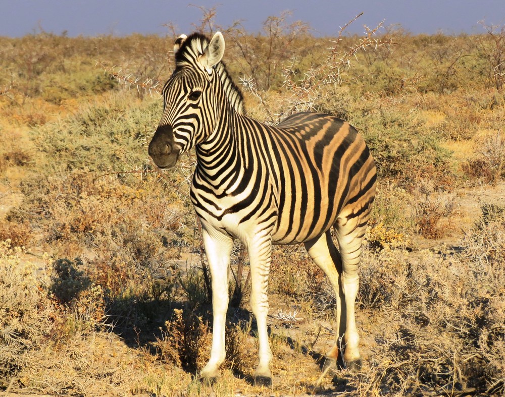Namibie: NP Etosha 3