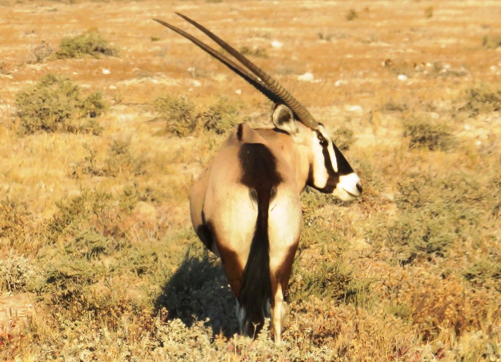 Namibie: NP Etosha 4