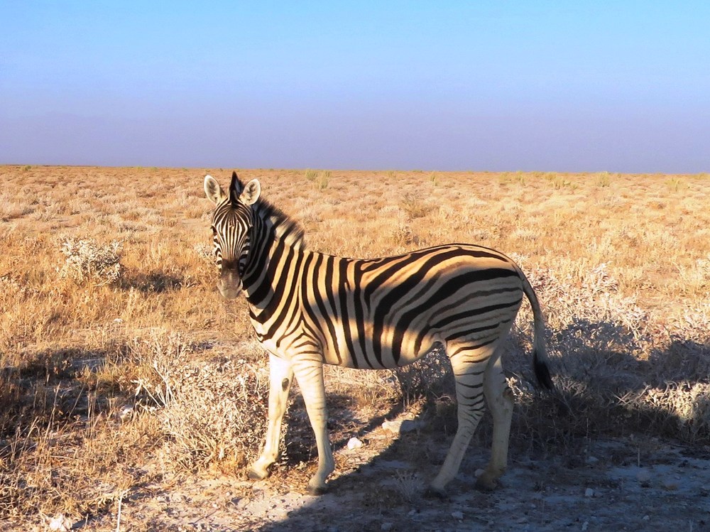 Namibie: NP Etosha 6
