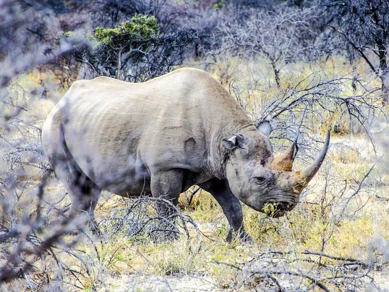 Namibie: NP Etosha 7
