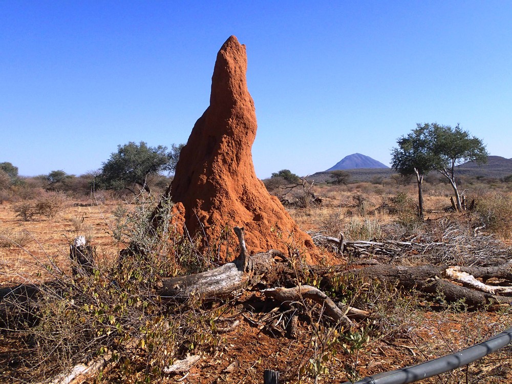 Namibie: Termitiště