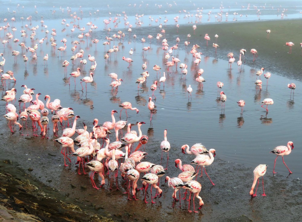 Namibie: Walvis Bay 1