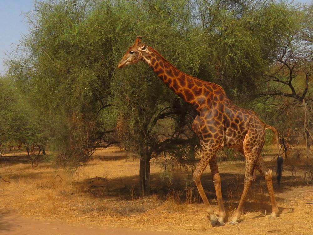 Senegal: NP Bandia