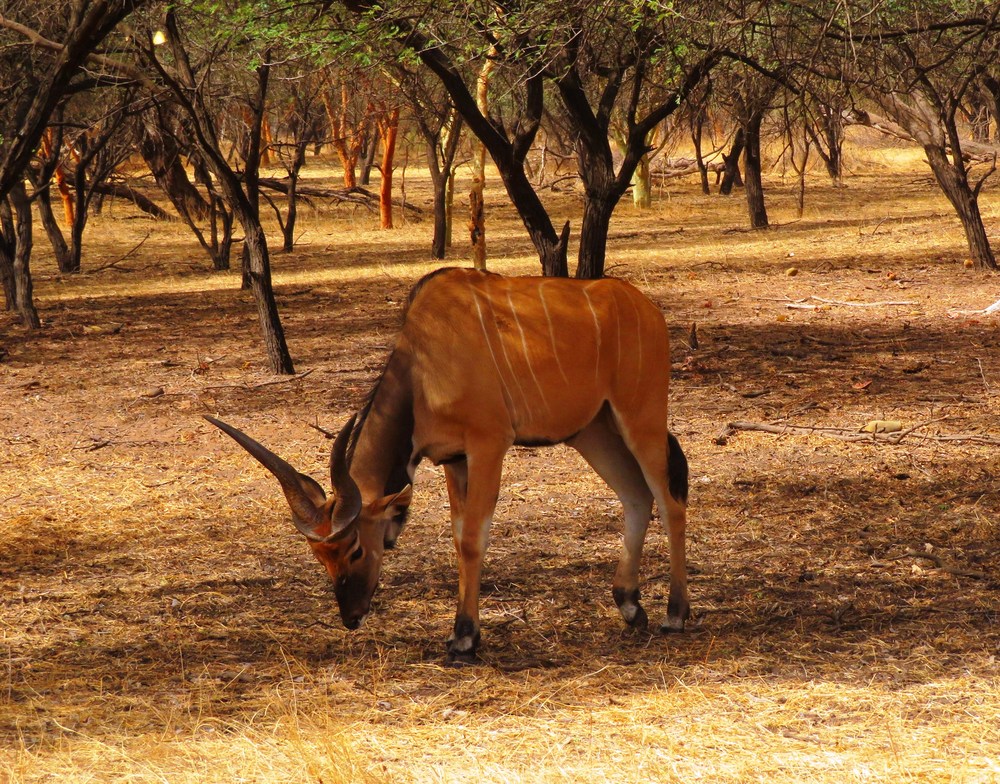 Senegal: NP Bandia 2