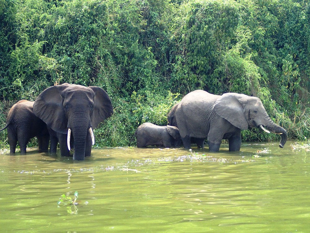 Uganda: Sloni